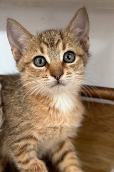 kitten-hazel-rumaenien-hunderettung-europa