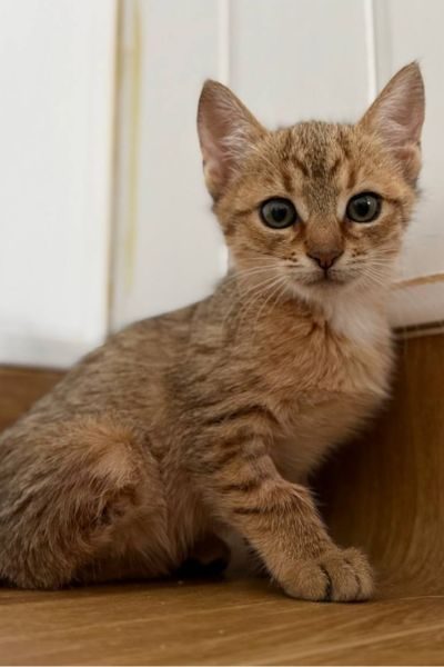 kitten-hazel-tierschutz-hunderettung-europa