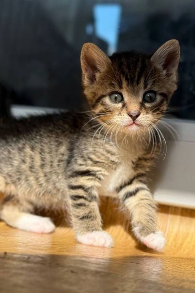 kitten-perle-tierschutz-hunderettung-europa