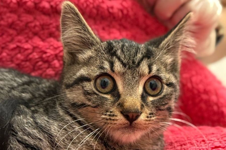 kitten-romeo-adoption-hunderettung-europa