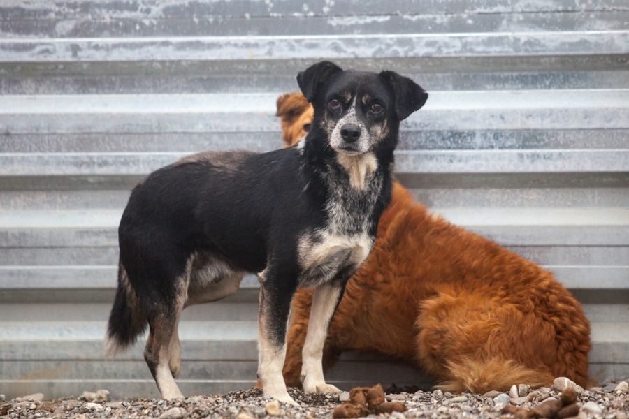 Der schwarze Rüde Cleo steht seitlich vor einer Wand vor einem anderen Hund und schaut nach vorne