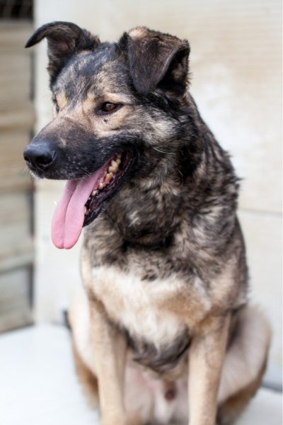 Schwarzer Hund mit weißen Beinen sitzt und schaut mit herausgestreckter Zunge in die Kamera.