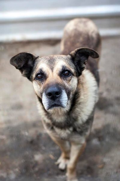 Hund schaut mit traurigem Blick wartend in die Kamera.
