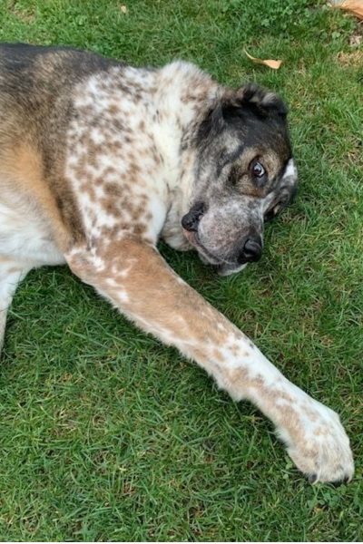 Braun-weiß-gefleckter Hund liegt auf grüner Wiese
