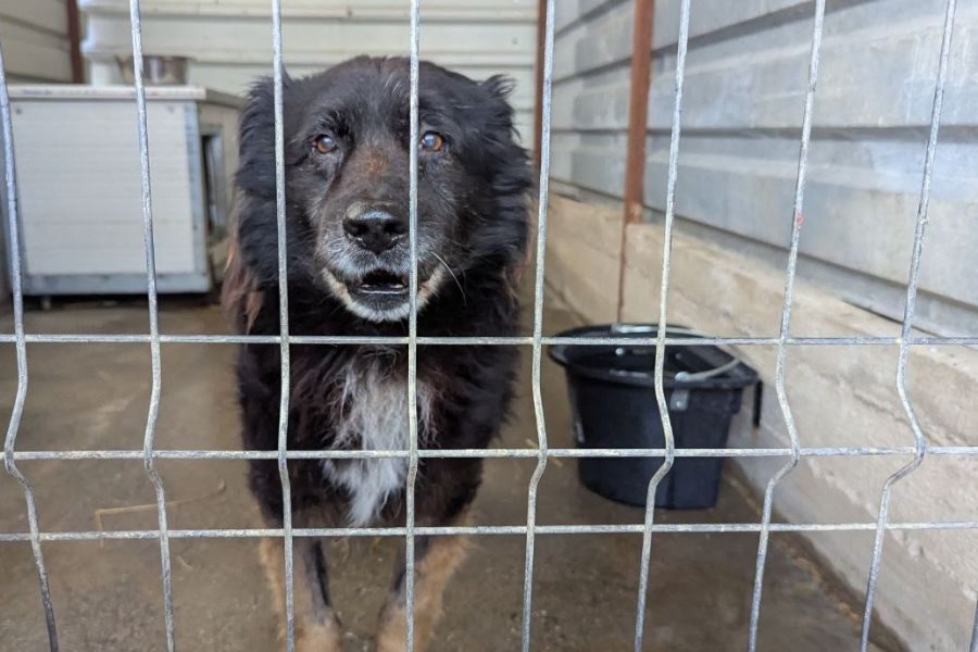 EIn schwarzer Hund mit weißem Brustfleck und braunen Beinen steht frontal vor seinem Gitter und schaut in die Kamera