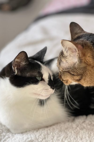 lumi-maki-katzen-hunderettung-europa