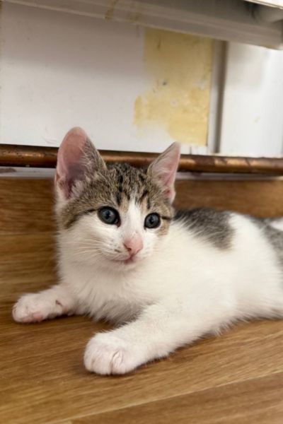 Kitten Maple schaut zur Seite
