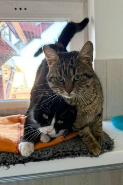 mathilde-loops-katzen-hunderettung-europa