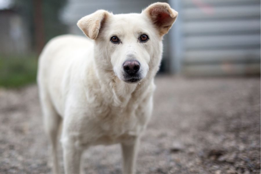 Frontalansicht eines weißen Hundes, der zur Kamera schaut
