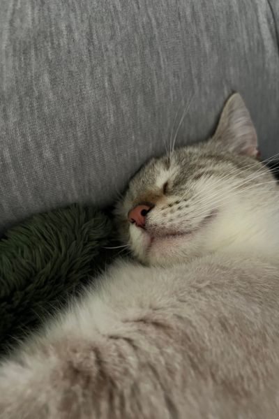 Weiß-grauer Kater schläft entspannt auf dem Sofa