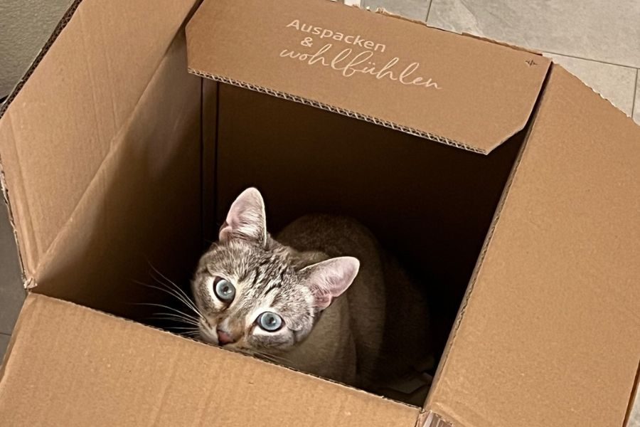 Grau-weißer Kater sitzt in einem Karton