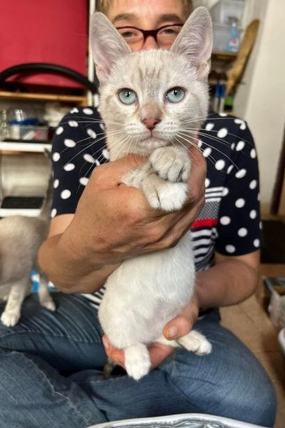 mogli-katze-adoption-hunderettung-europa