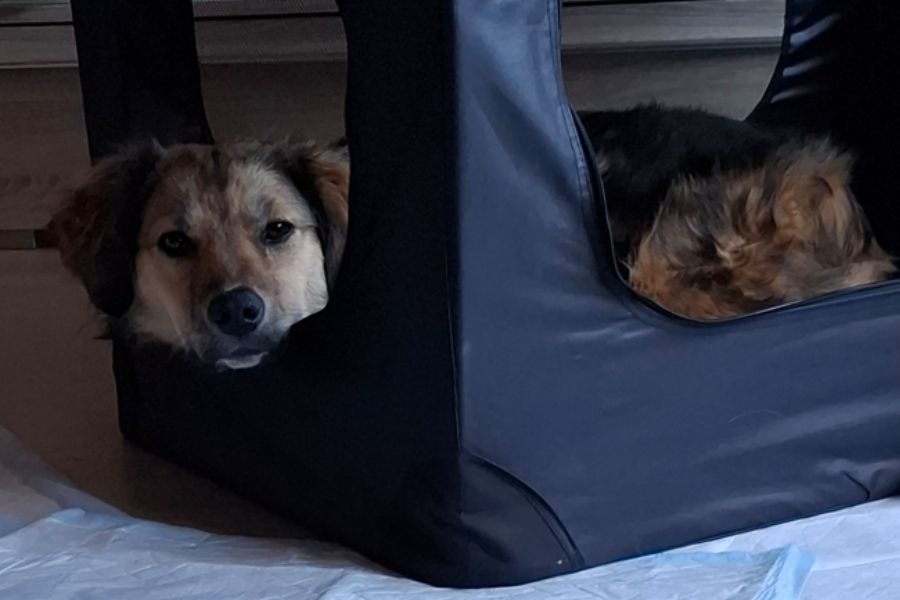 Dunkle Hündin liegt in einer dunkelblauen Transportbox und Kopf schaut seitlich heraus.