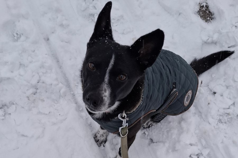 Schwarze Hündin sitzt im Schnee.