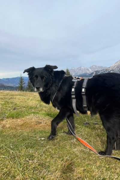 Schwarzer Hund steht auf Wiese mit Bergen im Hintergrund.