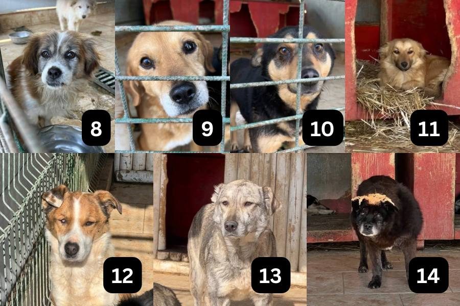 news-2-tötungsstation-hunderettung-europa