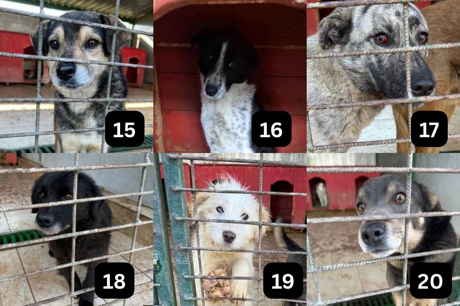 news-3-tötungsstation-hunderettung-europa