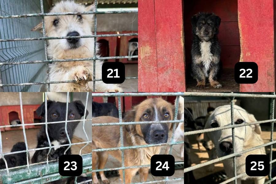 news-4-tötungsstation-hunderettung-europa