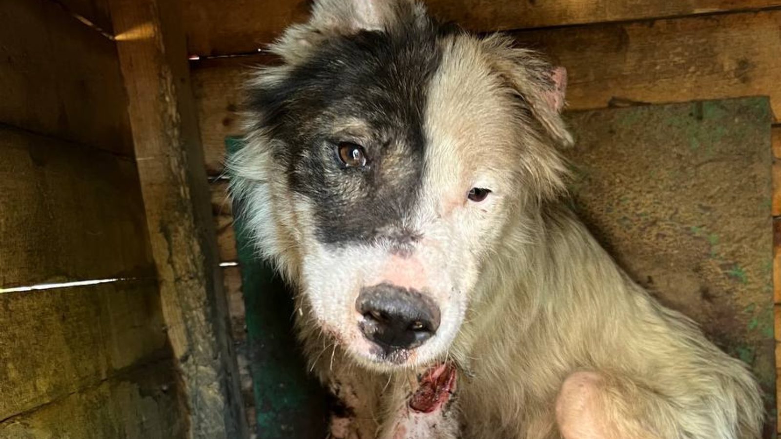 Das Schicksal der Straßenhunde in Rumänien