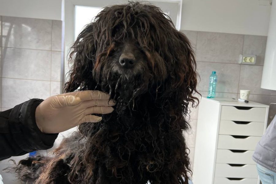 news-hund-prejmer-tierschutz-graben-hunderettung-europa