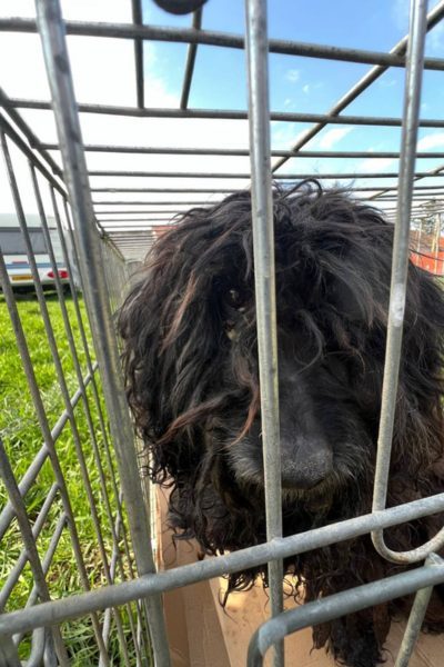 Schwarzer Hund mit langem Fell in einem Käfig, der auf einer Wiese steht