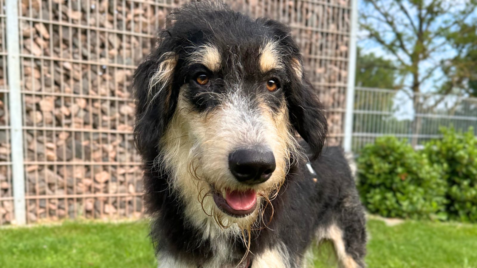 Brauner Hund mit heller Schnauze schaut in die Kamera