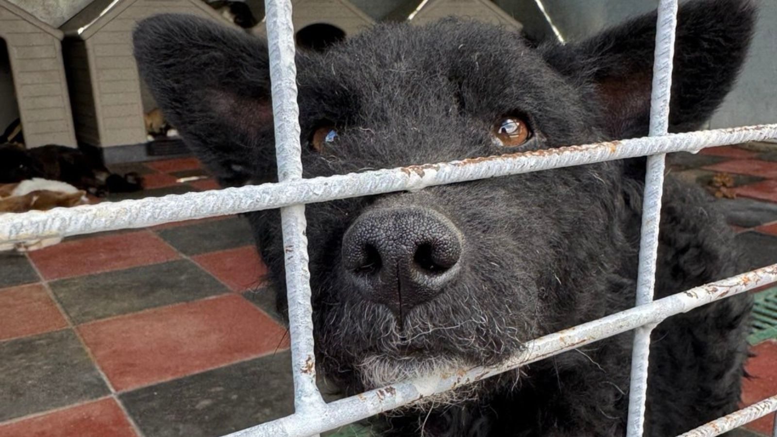 newsheader-tötungsstation-hunderettung-europa Ein schwarzer Hund schaut traurig durch die Gitterstäbe der Tötungsstation