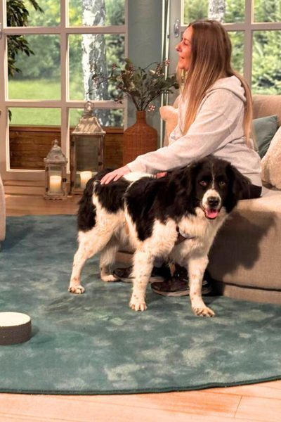 ondo-tiere-suchen-ein-zuhause-hunderettung-europa Schwarz weißer Hund steht vor einer Couch und einer Frau