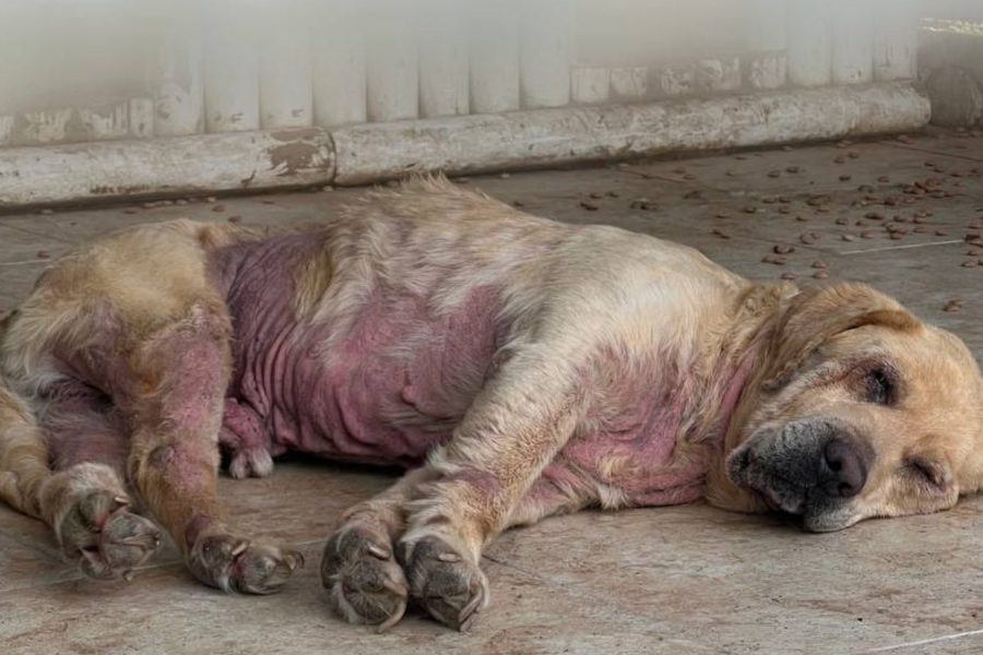 Beiger Hund mit wenig Fell und nackter Haut liegt auf dem Boden