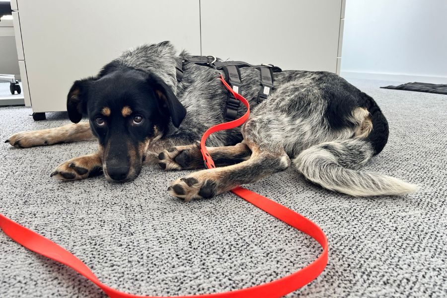 Hündin Malva schaut in die Kamera