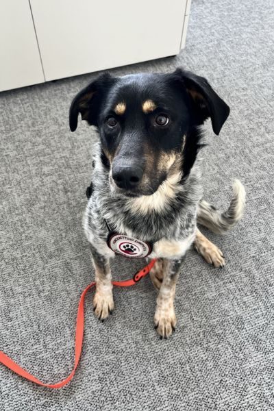 Hündin Malva schaut in die Kamera