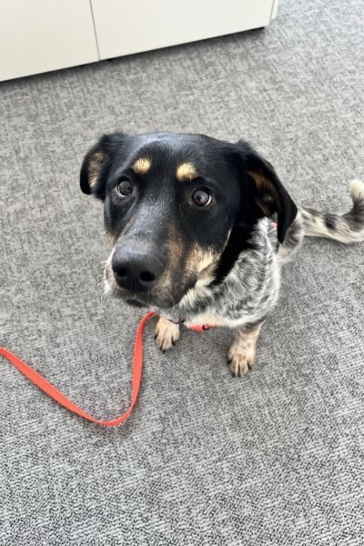 Hündin Malva schaut in die Kamera