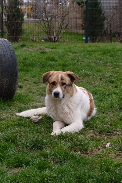 Baby liegt im Garten und schaut Richtung Kamera