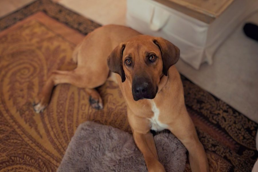 Buddy auf Pflegestelle