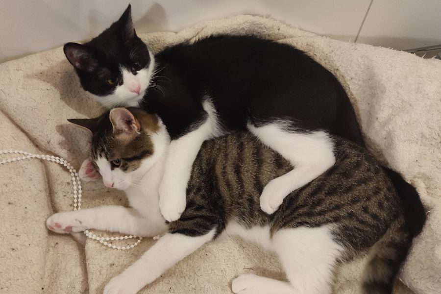 pflegekater-smokey-felix-hunderettung-europa