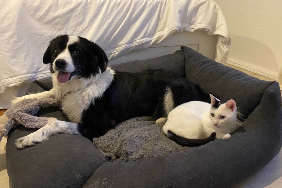 pflegekatze-chuck-deutschland-hunderettung-europa