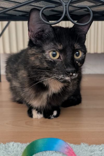 pflegekatze-tiramisu-hunderettung-europa
