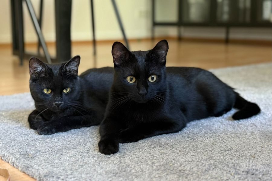 pflegekatzen-joni-manny-hunderettung-europa