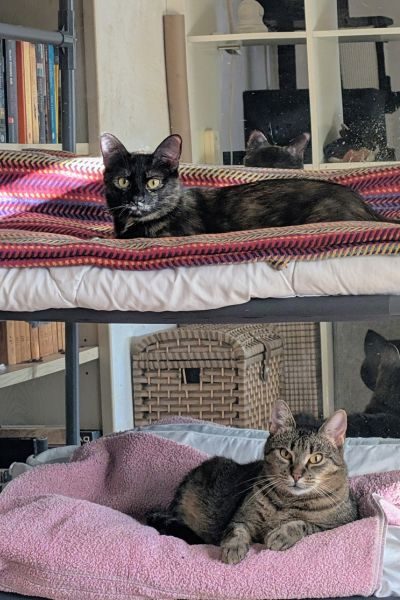 pflegekatzen-schnurrsula-tiramisu-hunderettung-europa