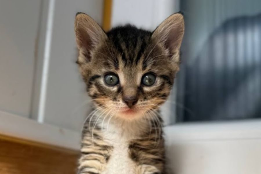 Tierheimkätzchen Puck