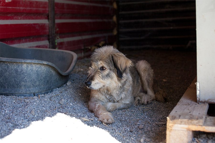 Lupin liegt im shelter