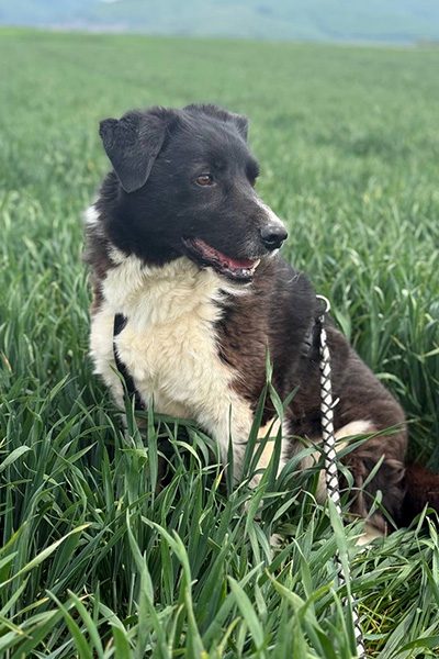 Minosch sitzt draußen auf der Wiese