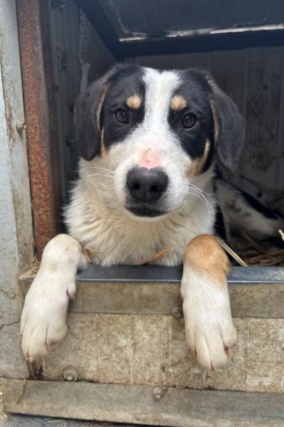 rettung1-hunderettung-europa