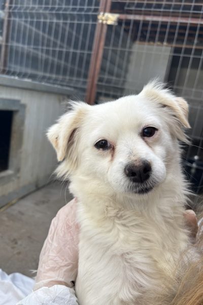 rettung2-hunderettung-europa