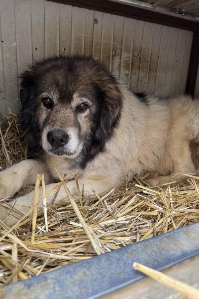 rettung3-hunderettung-europa