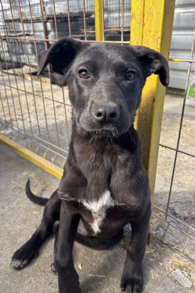 rettung4-hunderettungeuropa