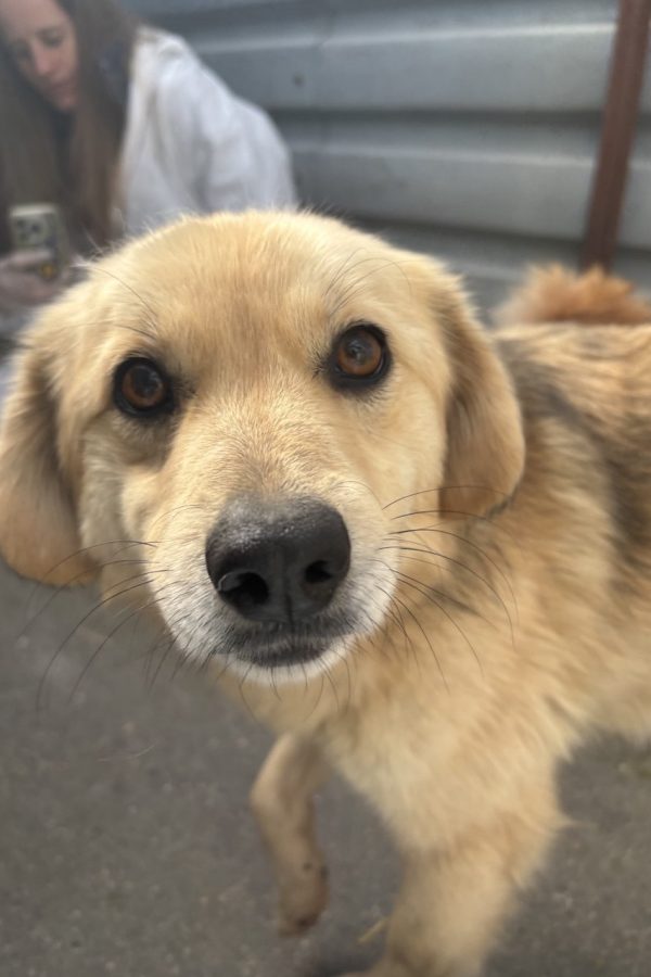 rettung6-hunderettung-europa