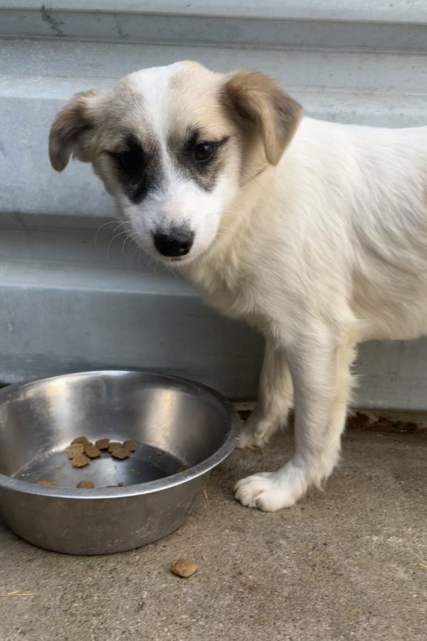 rettung7-hunderettung-europa