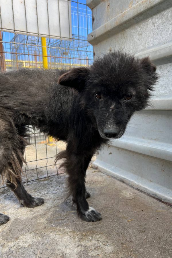 rettung9-hunderettung-europa