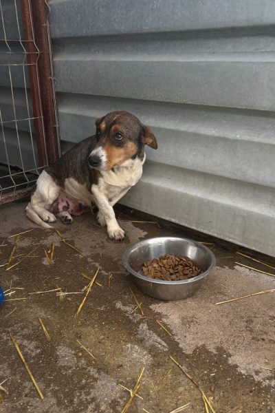 rettungtitel2-hunderettung-europa